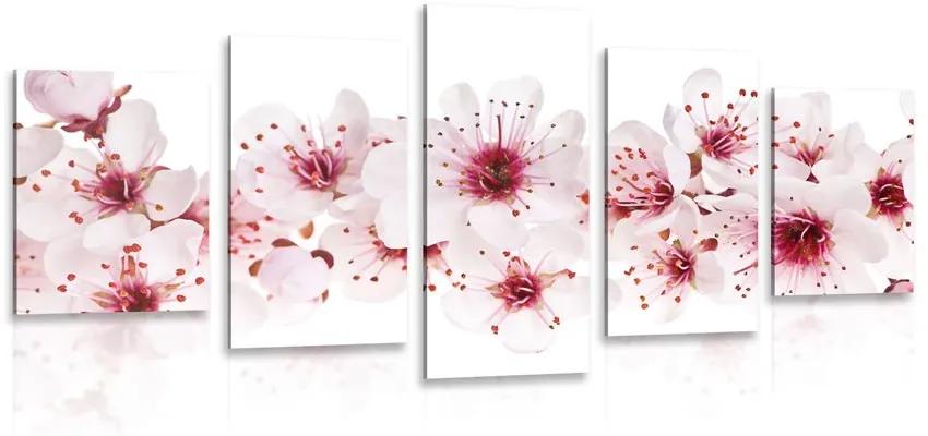 5-dielny obraz čerešňové kvety Varianta: 100x50