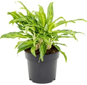 Aglaonema Sunray Green 19x45 cm