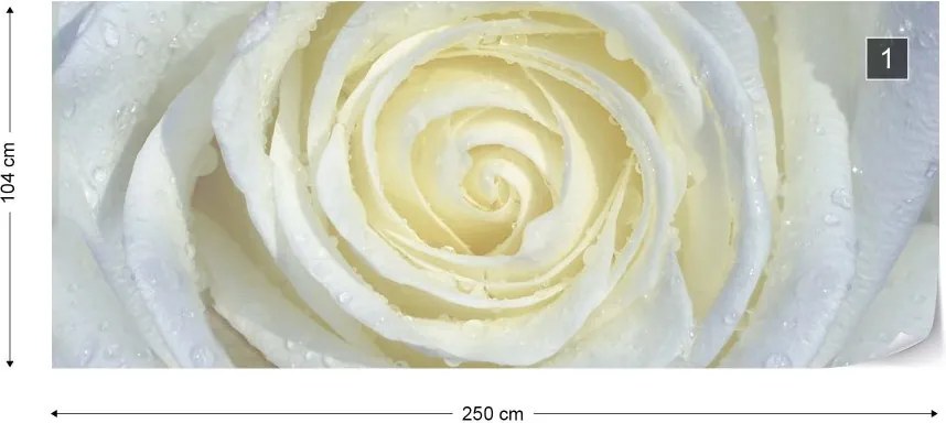 Fototapeta GLIX - Rose Flower White 2 + lepidlo ZADARMO Vliesová tapeta  - 250x104 cm
