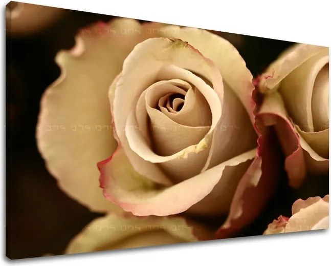 Obraz na stenu KVETY RUŽE