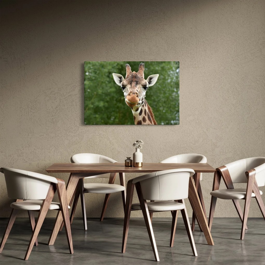 Obraz žirafy (90x60 cm)