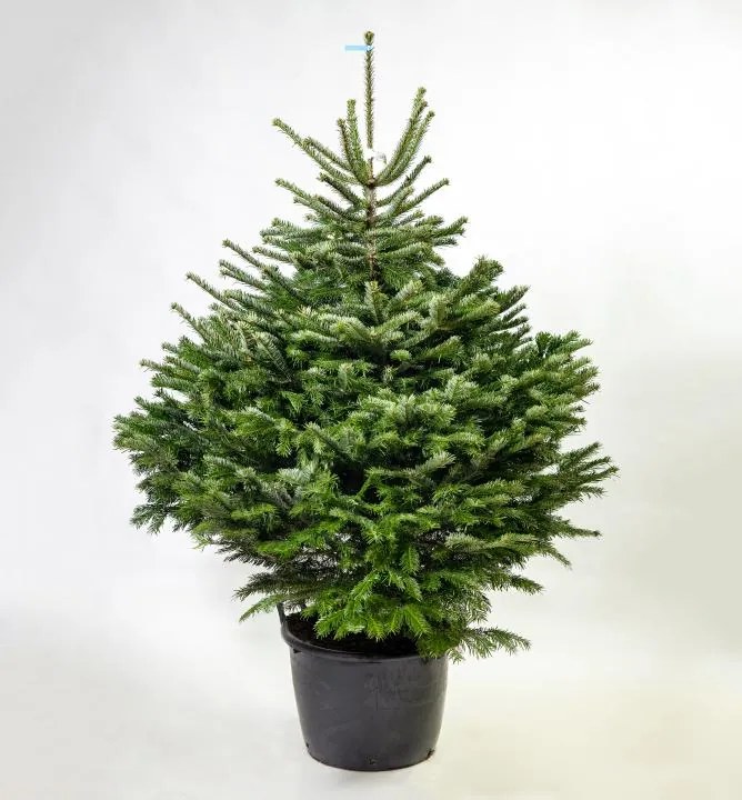 Abies nordmanniana v črepníku 120-140 premium kvalita