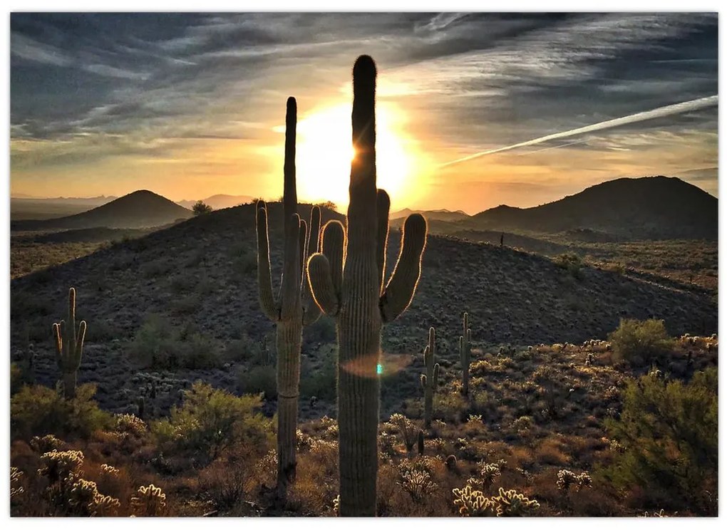 Obraz - kaktusy v slnku (70x50 cm)