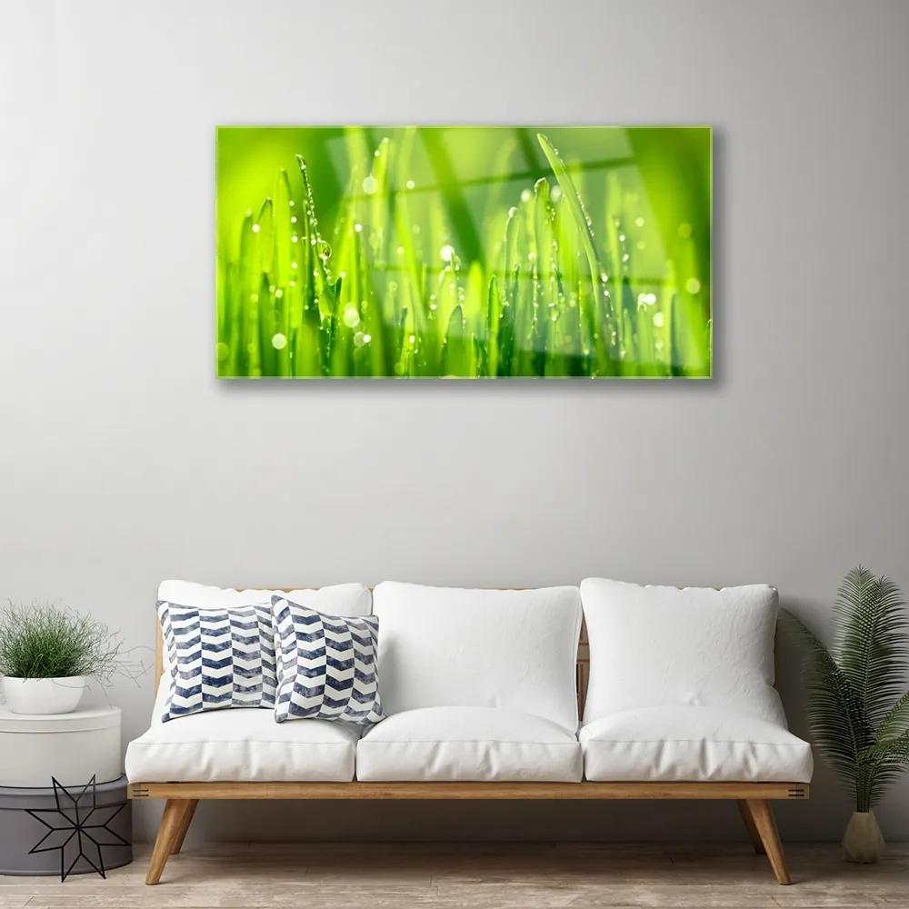 Skleneny obraz Zelená tráva kvapky rosy 125x50 cm
