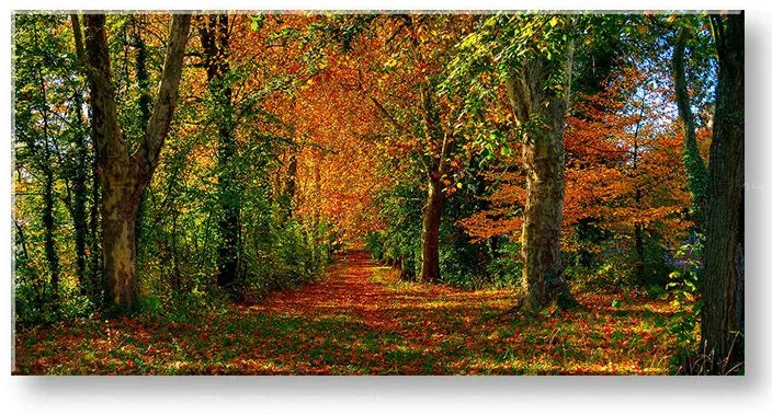 Obraz na stenu PANORÁMA STROMY 30x60 cm