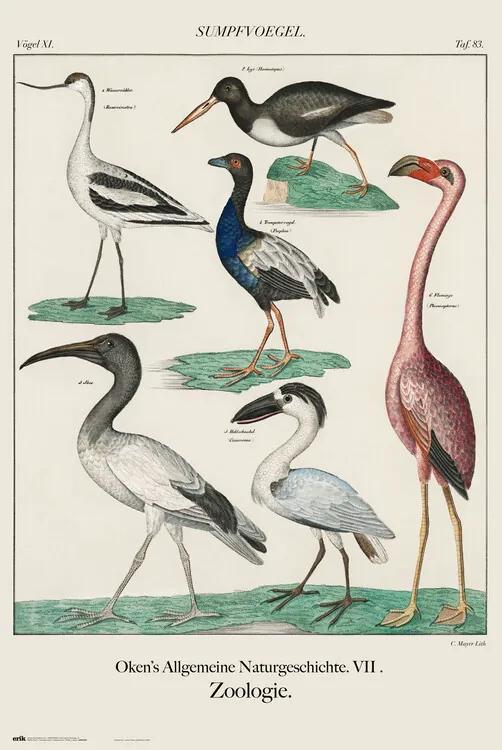 Plagát, Obraz - Vintage Birds, (61 x 91.5 cm)