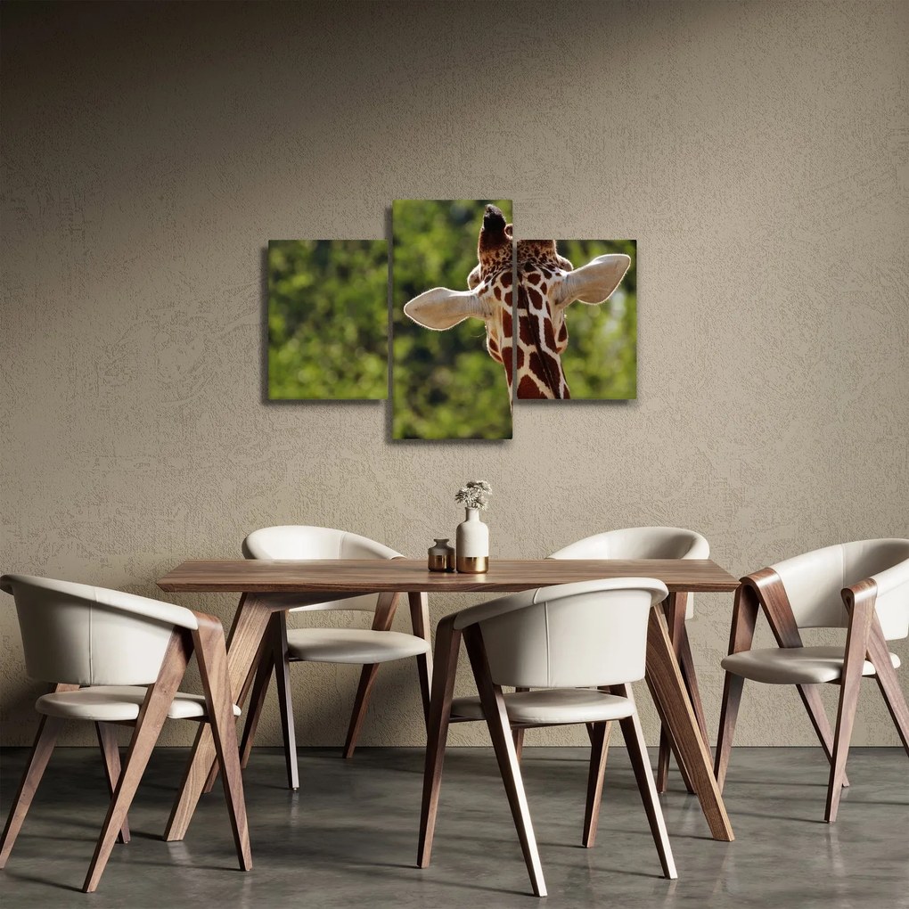 Obraz žirafy zozadu (90x60 cm)