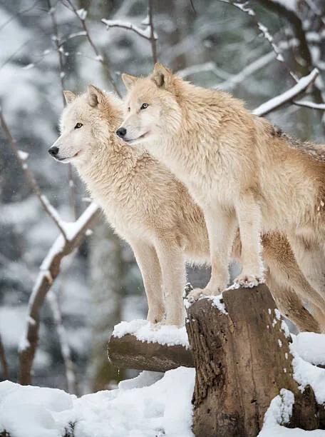 Fotografia Arctic Wolves Pack in Wildlife, Winter Forest, 4FR, (30 x 40 cm)