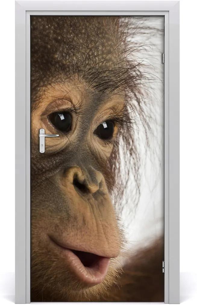 Samolepící fototapeta na dveře Mladý orangután