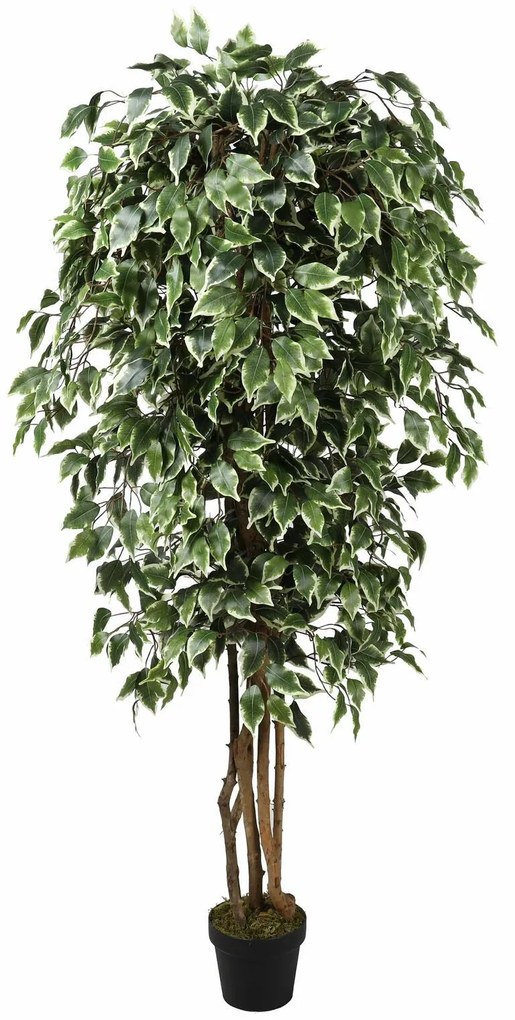 Umelý strom Fikus Benjamin zeleno biely 170 cm