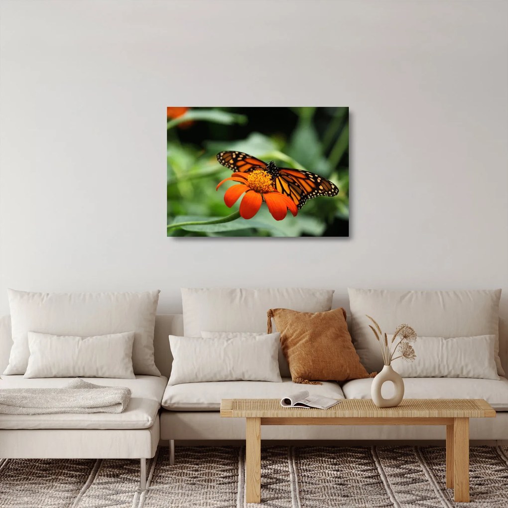 Sklenený obraz motýľa na kvetine (70x50 cm)