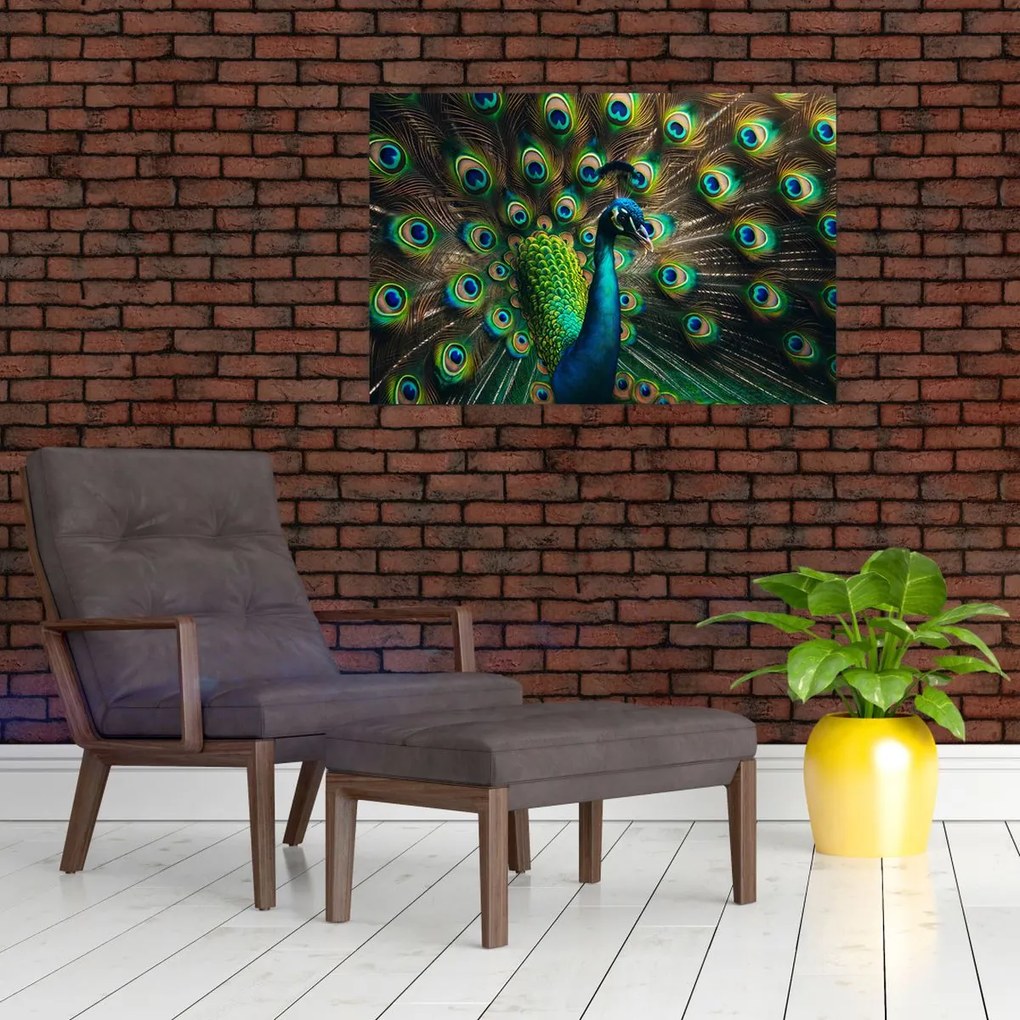 Obraz – Páv (90x60 cm)