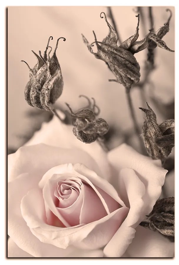 Obraz na plátne - Ruža a uschnuté rastliny - obdĺžnik 7225FA (60x40 cm)