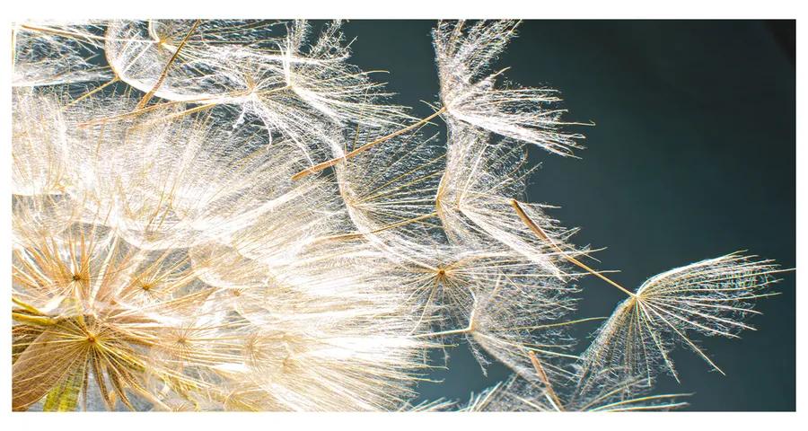 Foto obraz akrylové sklo Semeno púpavy pl-oa-140x70-f-44689363