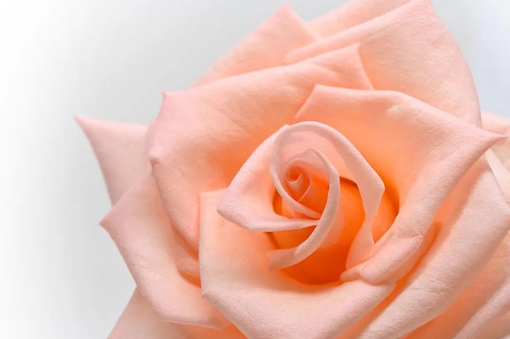 Okúzľujúca fototapeta broskyňovo sfarbená ruža
