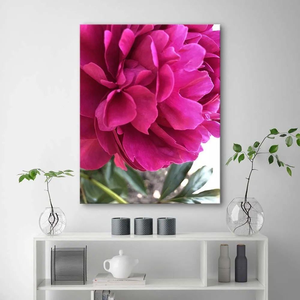 Gario Obraz na plátne Ružová pivonka Rozmery: 40 x 60 cm