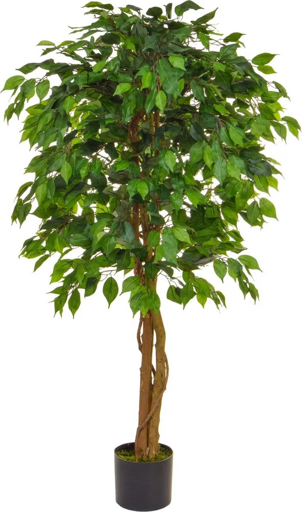 Fikus zelený 90 cm