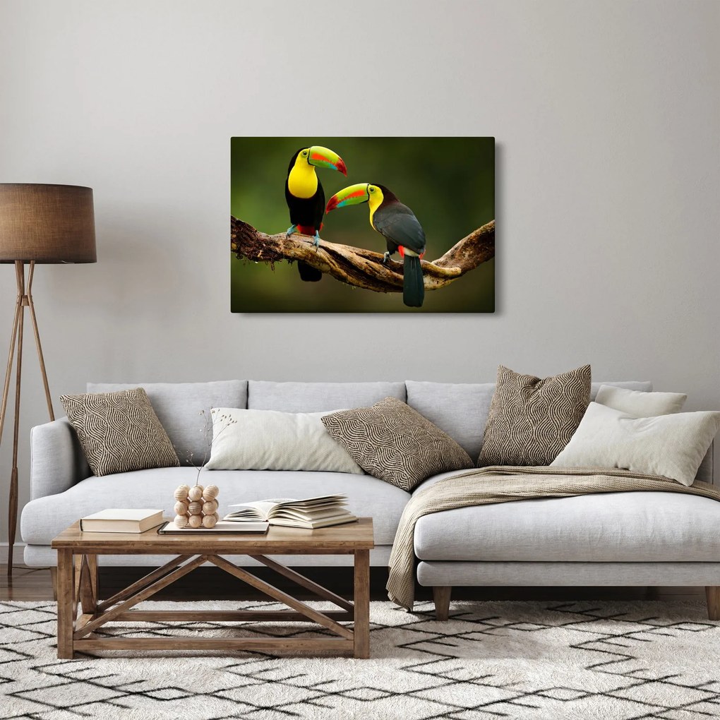 Obraz sediacich tukanov, Costa Rica (90x60 cm)