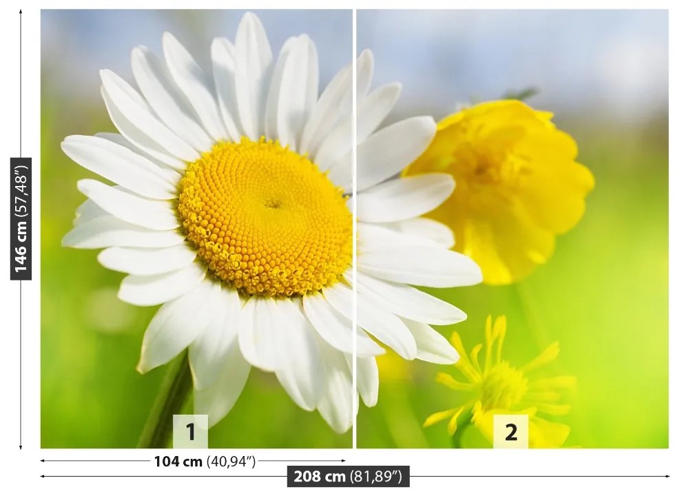 Fototapeta Vliesová Harmanček kvety 104x70 cm