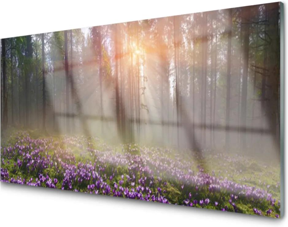 Obraz na akrylátovom skle Les Kvety Rastlina Príroda