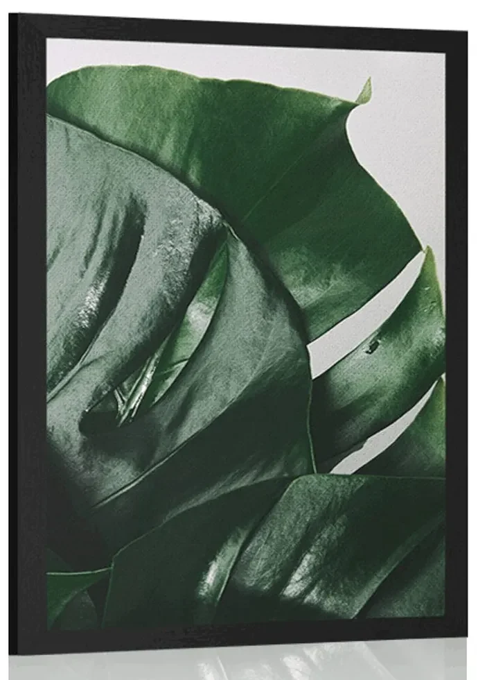 Plagát listy monstery - 60x90 black