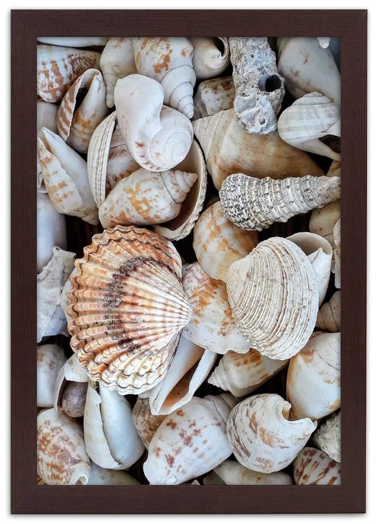 Gario Plagát Detailný záber na mušle Farba rámu: Bez rámu, Rozmery: 30 x 45 cm