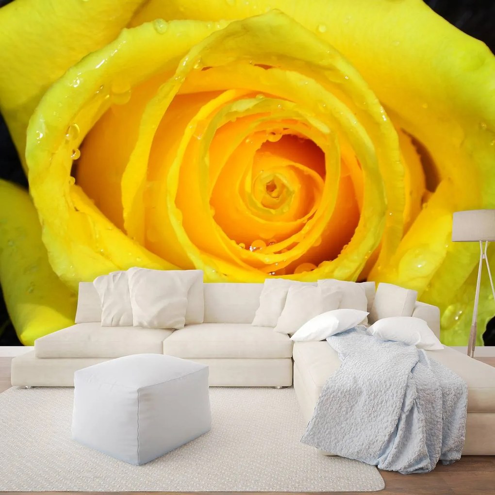 Fototapeta - Žltá ruža (152,5x104 cm)