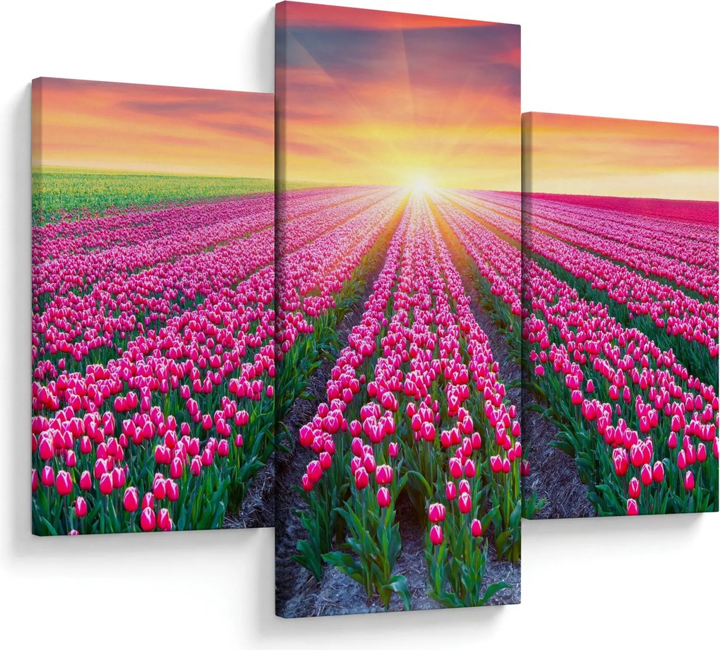 Obraz poľa tulipánov so slnkom (90x60 cm)