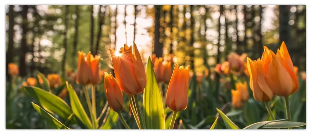 Obraz - kvety tulipánov (120x50 cm)