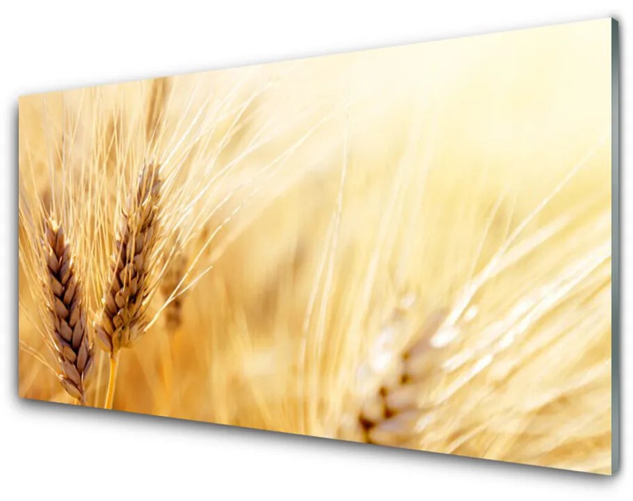 Sklenený obklad Do kuchyne Pšenica rastlina príroda 120x60 cm