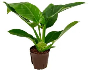 Philodendron imperial green 13/12 výška 30 cm