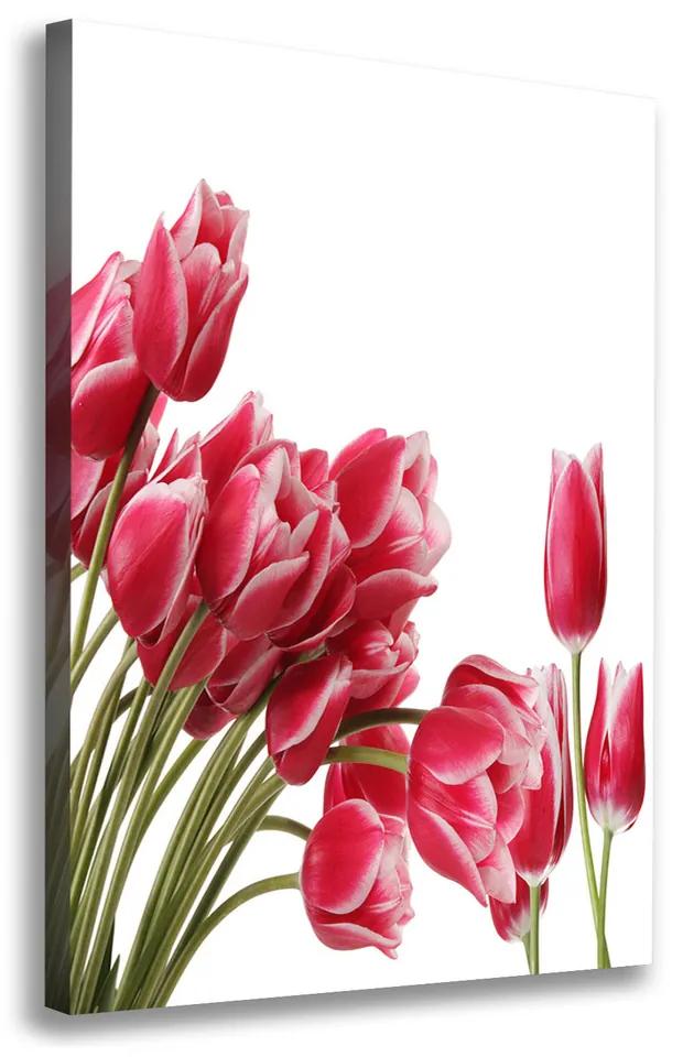 Foto obraz na plátne Červené tulipány pl-oc-70x100-f-109710799