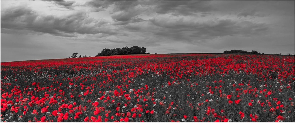 Obraz vlčích makov (120x50 cm)