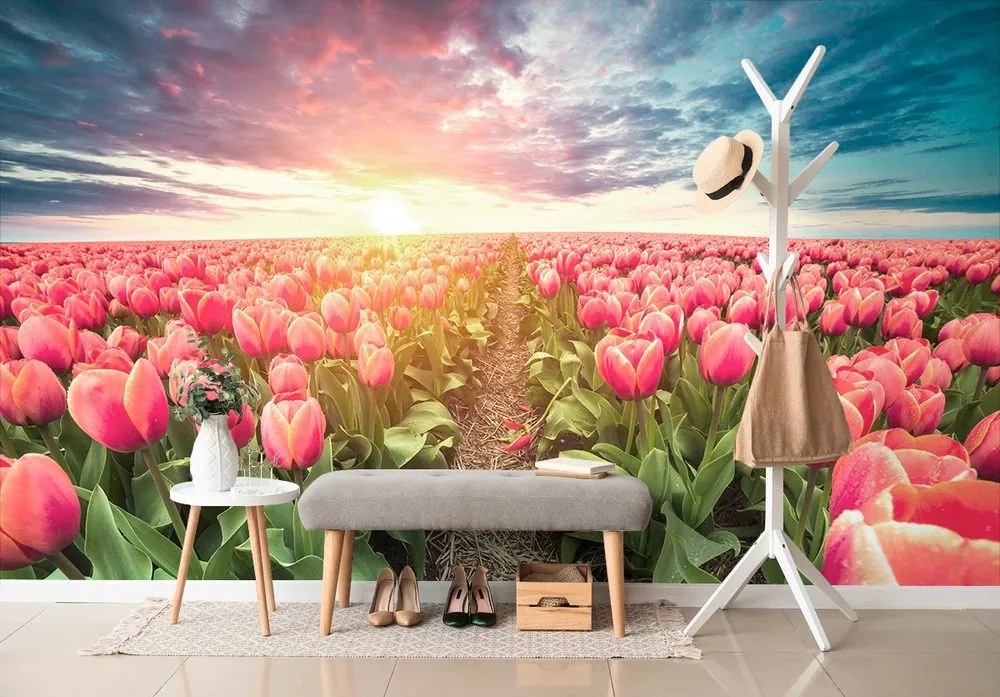 Samolepiaca tapeta východ slnka nad lúkou s tulipánmi - 150x100
