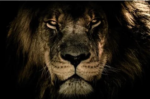 Obraz na plátne V očiach leva, 118x78 cm%