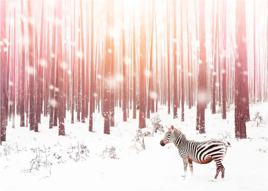Sklenený obraz - Zebra v zasneženom lese (70x50 cm)