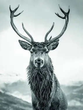 Obraz na plátne Jeleň 46x61 cm, čiernobiely%