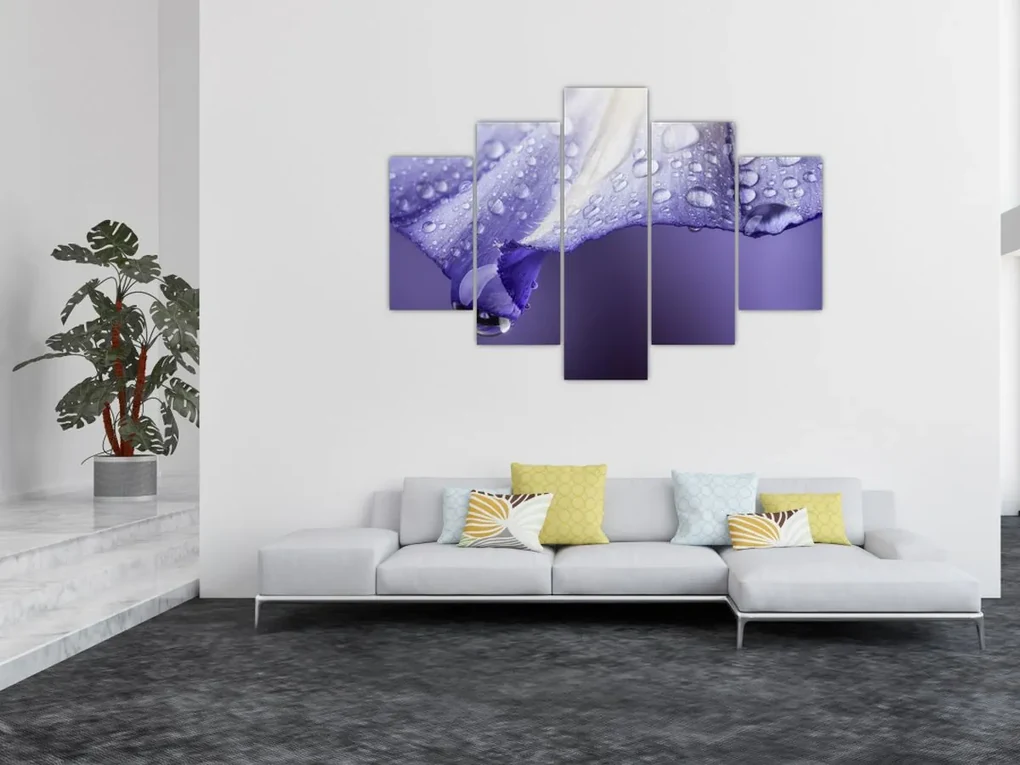 Obraz - Okvetný lístok s kvapkami (150x105 cm)