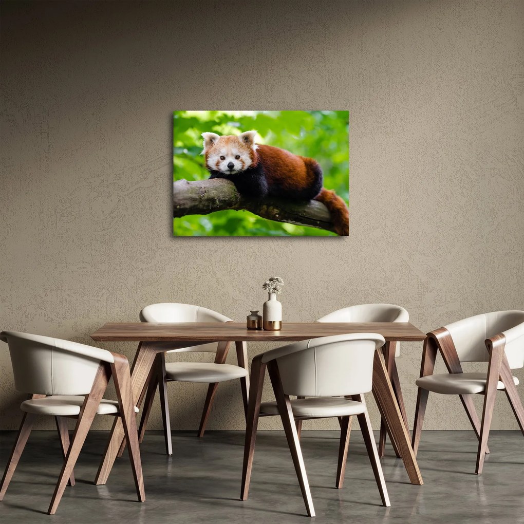 Obraz pandy červenej (70x50 cm)