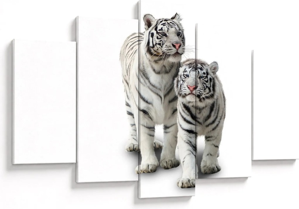 Obraz - Biely tiger (150x105 cm)