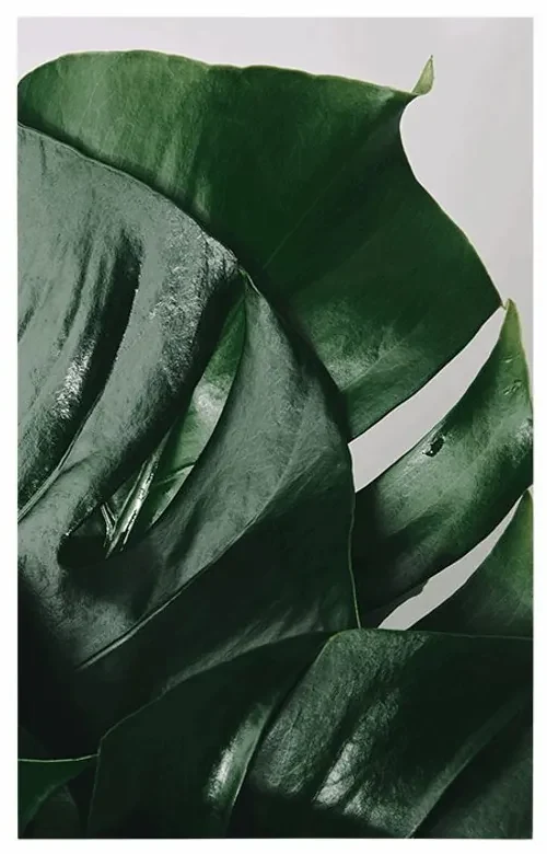 Plagát listy monstery - 60x90 black
