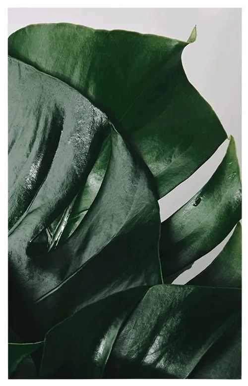Plagát listy monstery - 60x90 silver