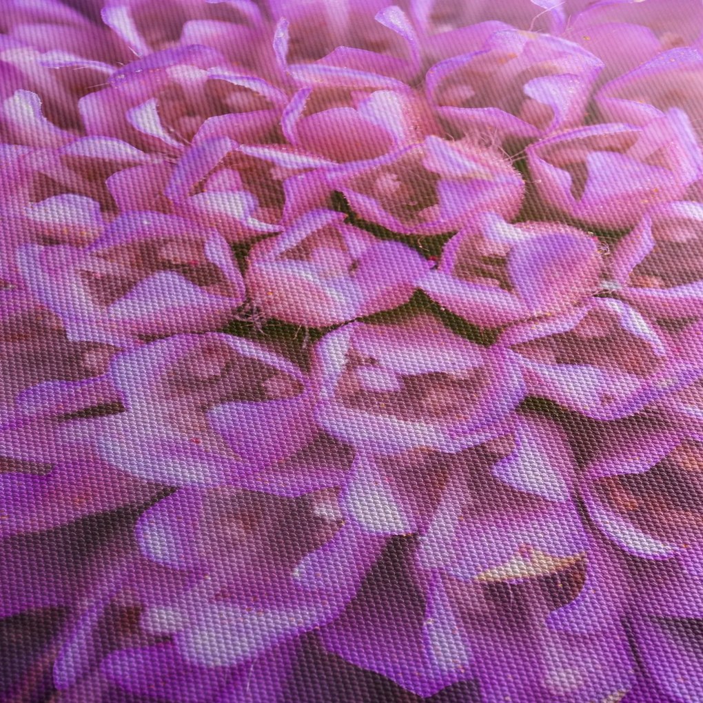Detailný obraz kvetu (70x50 cm)