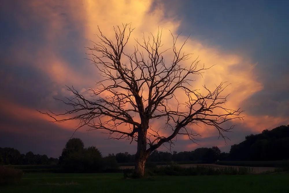 Fototapeta nádherný strom na lúke - 150x100