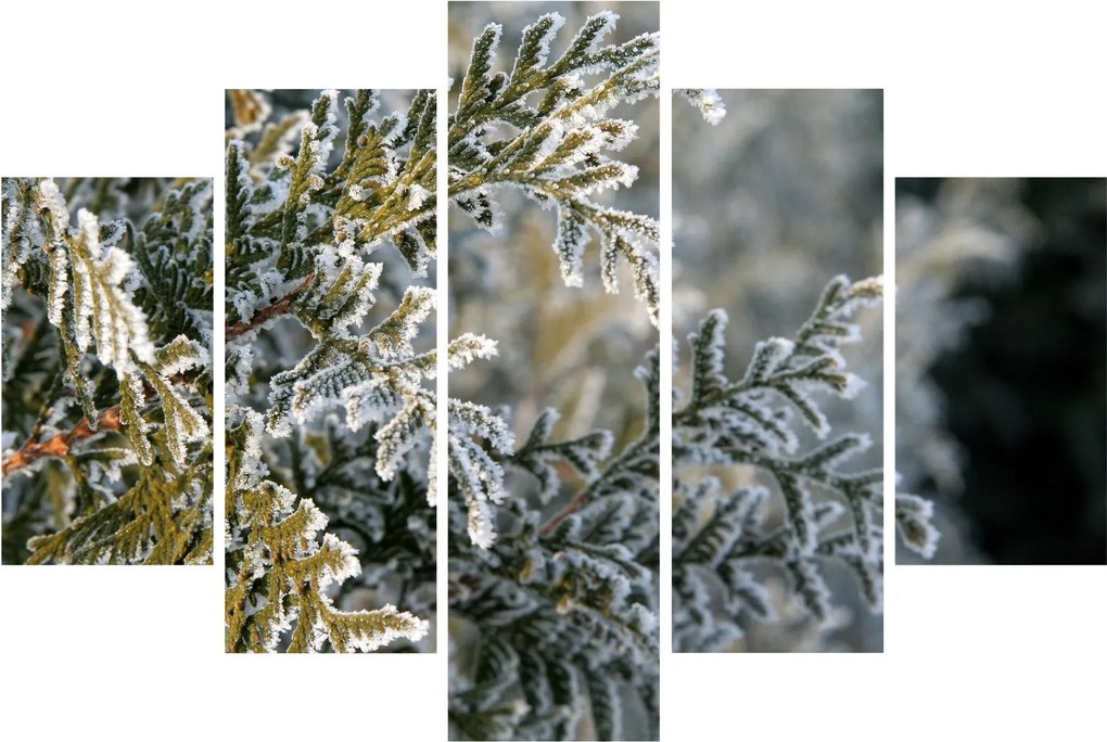 Obraz - Detail vetvy (150x105 cm)
