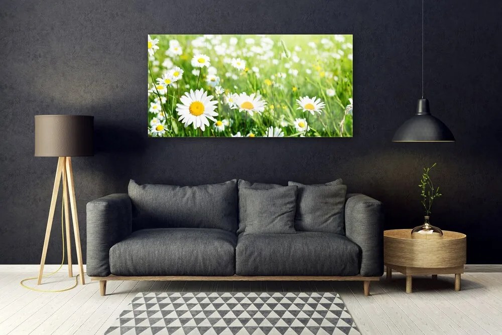 Obraz na akrylátovom skle Sedmokráska kvet rastlina 120x60 cm
