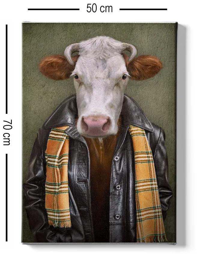 Obraz na plátne Cow portrait 50x70 cm