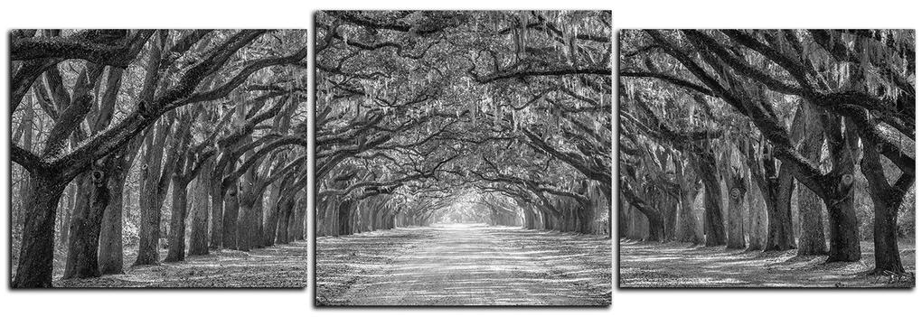 Obraz na plátne - Historické dubové stromy lemované poľnou cestou - panoráma 5239QD (120x40 cm)