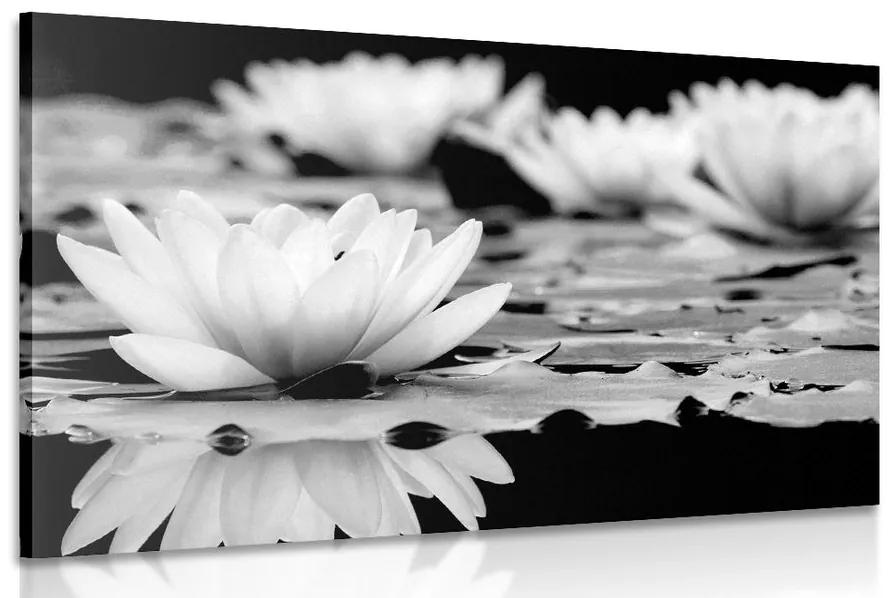 Obraz lotosový kvet v čiernobielom prevedení Varianta: 120x80