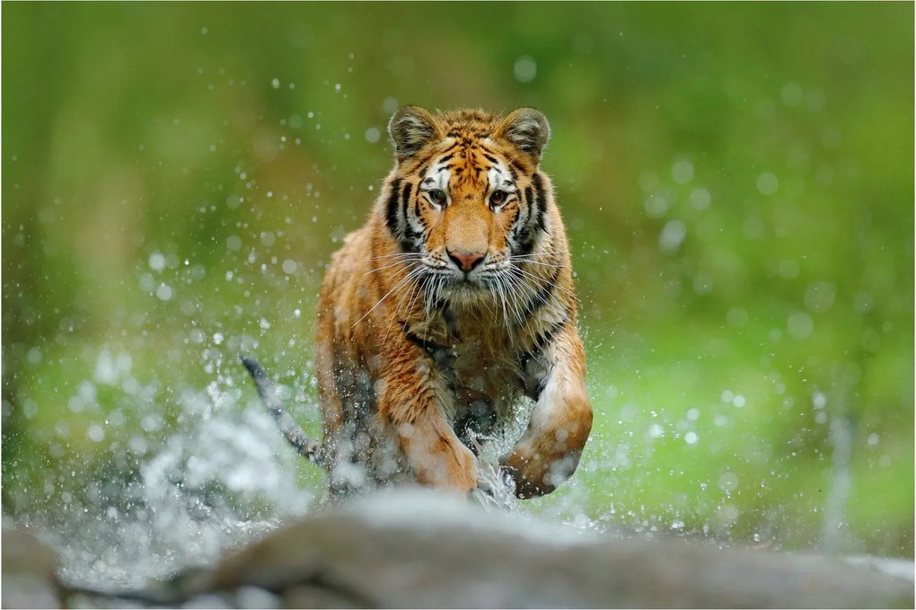 Obraz - Bežiaci tiger (90x60 cm)
